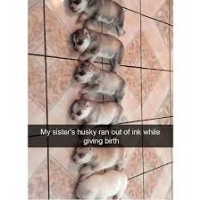 Humor Funny Meme Picture Kickass Funny Animal Memes Cute Funny Animals Funny Memes