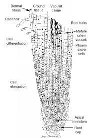 Check spelling or type a new query. 3 3 Roots Plant Anatomy And Physiology