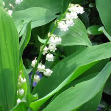 Common name spike shaped flower that starts blooming from the top downward; Botanical Latin Basics