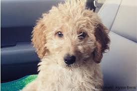 Hawaiian dog names based on locations. 250 Best Dog Names Ending In Y Cutie Pie Puppy Names That End In Ie Happy Go Doodle