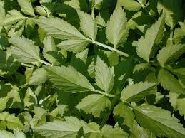 Image result for Oenanthe