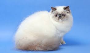 If you have a himalayan cat, there are many unique cat names available. Himalayan Cat Breed Information