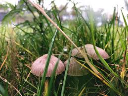 However, wild mushrooms are poisonous thus should be done away with altogether. How To Get Rid Of Mushrooms In Lawn Dealing Mushrooms Toadstools