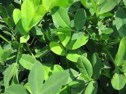 Check spelling or type a new query. Yellowing In Peanuts Due To Manganese Deficiency Panhandle Agriculture