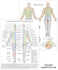 dermatomes and peripheral nerves chart