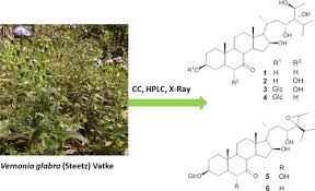 Image result for Vernonia glabra