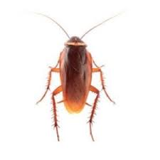 Call us today for personalized pest removal services. Pest Control And Pest Removal Cambridgeshire Greenthink Pest Control
