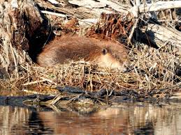 How do beavers build dams? The World Around You Young Beaver Finds A New Home At A Small Pond Sports News Tulsaworld Com