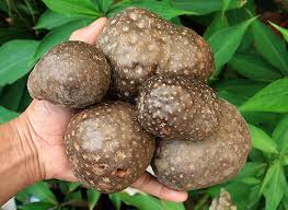 Image result for Dioscorea bulbifera