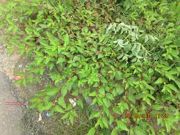 Image result for Corchorus aestuans