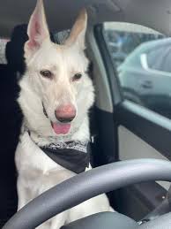 When do German Shepherd puppies stop being mouthy and biting?