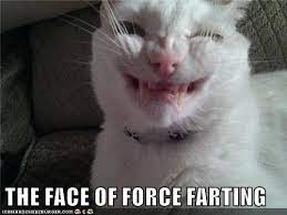 The Face Of Force Farting Crazy Cats Funny Cat Memes Funny Animal Pictures