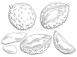 Durian duri hitam yang populer juga dengan julukan. Durian Coloring Page Graphic Vector Black And White Art For Col Stock Vector Illustration Of Graphic Exotic 96476553