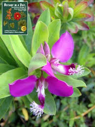 Image result for Polygala rivularis