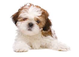 Последние твиты от shitzu puppies (@shitzupuppies). 1 Shih Tzu Puppies For Sale In Seattle Wa Uptown