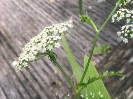 Image result for Berula erecta