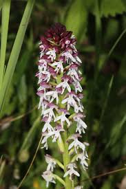 Image result for Zeuxine elongata