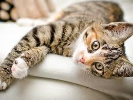 About press copyright contact us creators advertise developers terms privacy policy & safety how youtube works test new features press copyright contact us creators. Benefits Of Cat Massage Petfinder