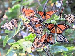 Beautiful pair of monarch wing earrings. Why Cape May S Monarch Butterfly Migration Population Varies So Much Whyy