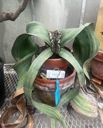 Image result for Embelia welwitschii