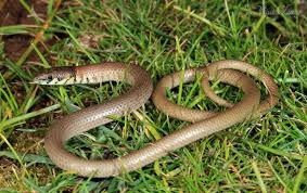 Image result for Sporobolus molleri