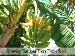 It is believed that bananas do not have any seeds because we don't need them. Growing Banana Trees From Seed