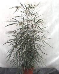 False Aralia Planting Flowers Landscaping Plants Porch Garden