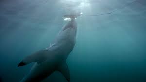 This story was published as an april fool's day joke in a. A Fake Shark Week Documentary About Megalodons Caused Controversy So Why Is Discovery Bringing It Up Again Oregonlive Com