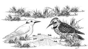 The Bird Folks: An albino flicker?