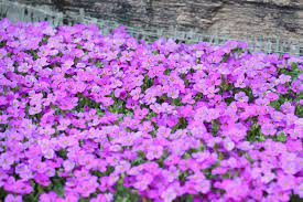 Sie können eine ehemalige rasenfläche in eine abwechslungsreiche kleine landschaft verwandeln. Bluhende Bodendecker 27 Dauerbluhende Immergrune Arten Gartenlexikon De