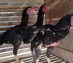 Maybe you would like to learn more about one of these? Pakan Bermutu Ayam Bangkok Aduan Sesuai Usia