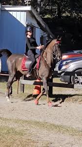 Katie Cota Saddlebred