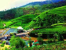 Kebun teh nglinggo samigaluh kulonprogo yogyakart tea plantation#cinematic#wisata dolan#travellingподробнее. Rute Dan Harga Tiket Masuk Kebun Teh Nglinggo Samigaluh Kulon Progo Menikmati Keindahan Alam Bebas Tanpa Batas Daka Tour