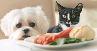 Posted by jennifer on november 24th, 2009. Thanksgiving Pet Safety Tips Zoetis Petcare