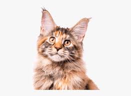 Alice and leo, my gorgeous maine coon kittens. Clip Art Maine Coon Kittens Cats Long Hair Kittens Near Me Hd Png Download Kindpng