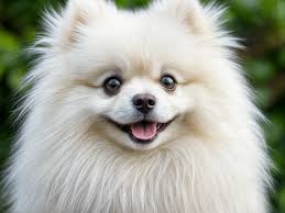 Pomerania