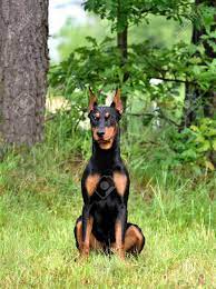 On the other hand, uncropped ears can easily heat up, become moist, and smelly—the perfect breeding ground for a host of parasites and bacteria. Tan And Black German Pinscher Or Doberman Dog With Uncropped Tail And Ears Sitting On Green Grass Stock Photo Picture And Royalty Free Image Image 151209107