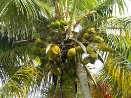 Image result for Cocos