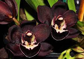 Anggrek Hitam