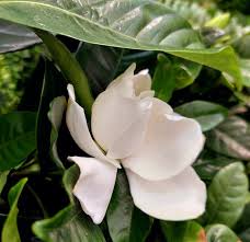 Image result for Theaceae