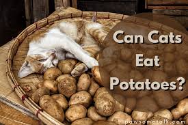 While a cat's digestive system is not similar to human beings, hence, the food items that are good for humans may not be good for your cat. What Do Cats Eat Can Cats Eat Potatoes Owning A Cat Comes With A Lot Of Responsibilities To Shoulder As A Can Cats Eat Potatoes Healthy Food Alternatives Eat