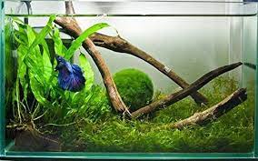 Marimo Moss Balls Naturally Act As Filters And Will Help To Keep Your Tank Cleaner Fish Plants Betta Driftwood Decor