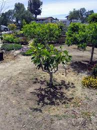 One of the biggest bonuses of this very its size makes it perfect as an accent tree for a small space. Violette De Bordeaux Fig Pictures Growing Fruit