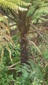 Image result for Cyathea manniana