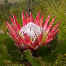 Image result for Proteaceae