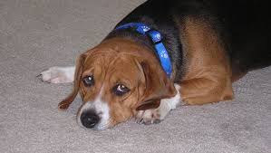 Dog Throwing Up White Foam Don T Panic Dog Throwing Up Dogs Pets