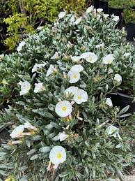 Image result for Convolvulus aschersonii