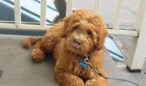 Providing the breeder uses sound, quality breeding stock, the goldendoodle has a well rounded, even personality and disposition. Breeders Connecticut