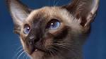 The 9 Types of Siamese Cats and What Sets Them Apart ...