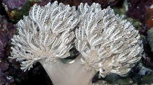 Shop for coral rock art from the world's greatest living artists. Buy Pom Pom Xenia Coral Online Live Corals For Sale Vivid Aquariums